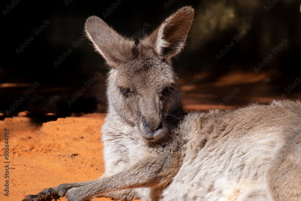 Fototapeta premium An Australian kangaroo lays on red sand. The wild animal has long tan and brown color fur, large pointy ears, long snout, dark eyes, and a thick middle body. There are two paws in front of its head.