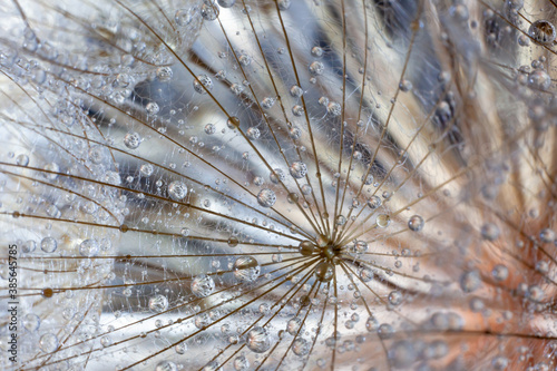 large dandelion in water droplets close-up, macro