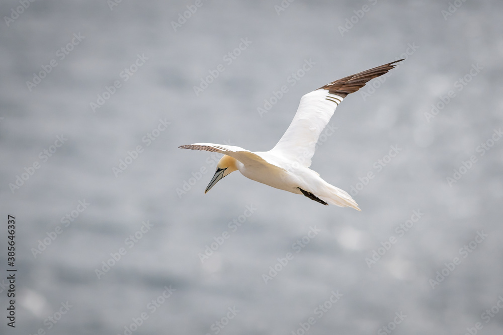 An adult gannet flying through the air over the blue ocean. The seabird has a yellow head, long thin neck, long white wings with black tips, and long black tail. It has blue eyes and a long black bill An adult gannet flying through the air over the blue ocean. The seabird has a yellow head, long thin neck, long white wings with black tips, and long black tail. It has blue eyes and a long black bill