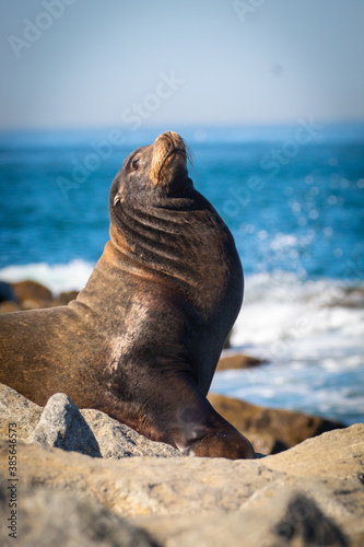 A sea lion sunning on the rocks © Robert
