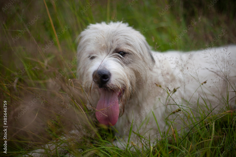 Dog with white fur. Shaggy dog on the street. A beautiful dog for a walk.