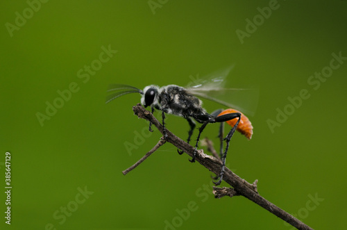 Sphecidae wasp on stalk with green background , Sphecid wasp macro bee
