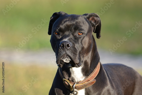 Head shot of a black boxer dog