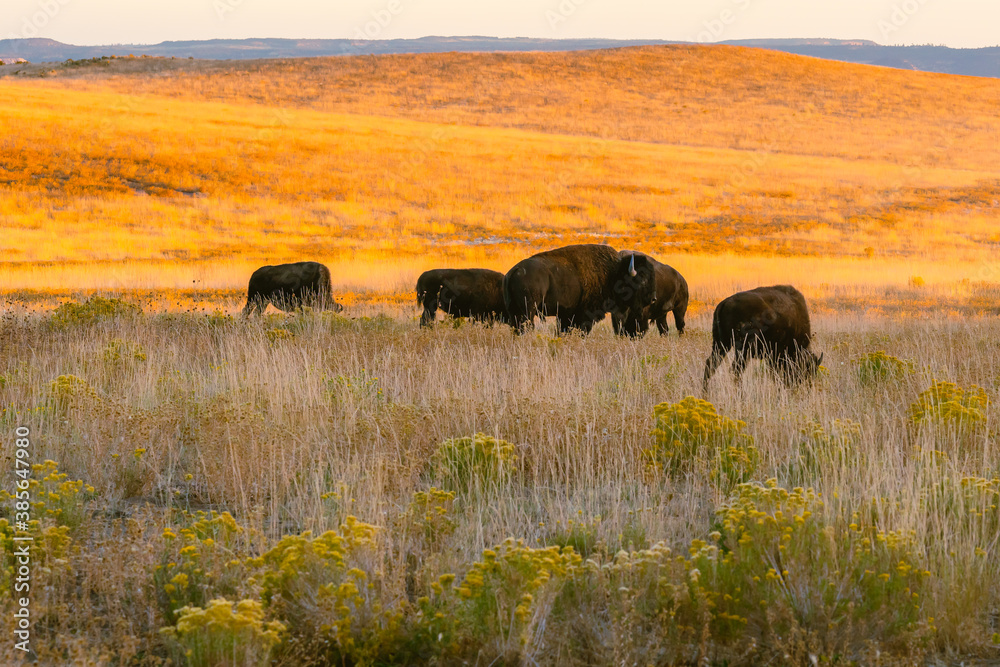 American bison herd in the golden rolling hills in autumn, Utah American bison herd in the golden rolling hills in autumn, Utah