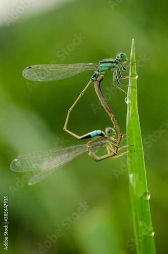 Matting damselfly , dragonfly on grass