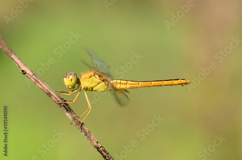 Yellow Dragonfly on stalk with green background nature
