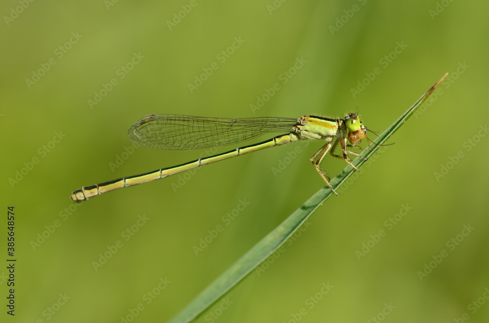 Damselfly on grass with nature background macro Damselfly on grass with nature background macro