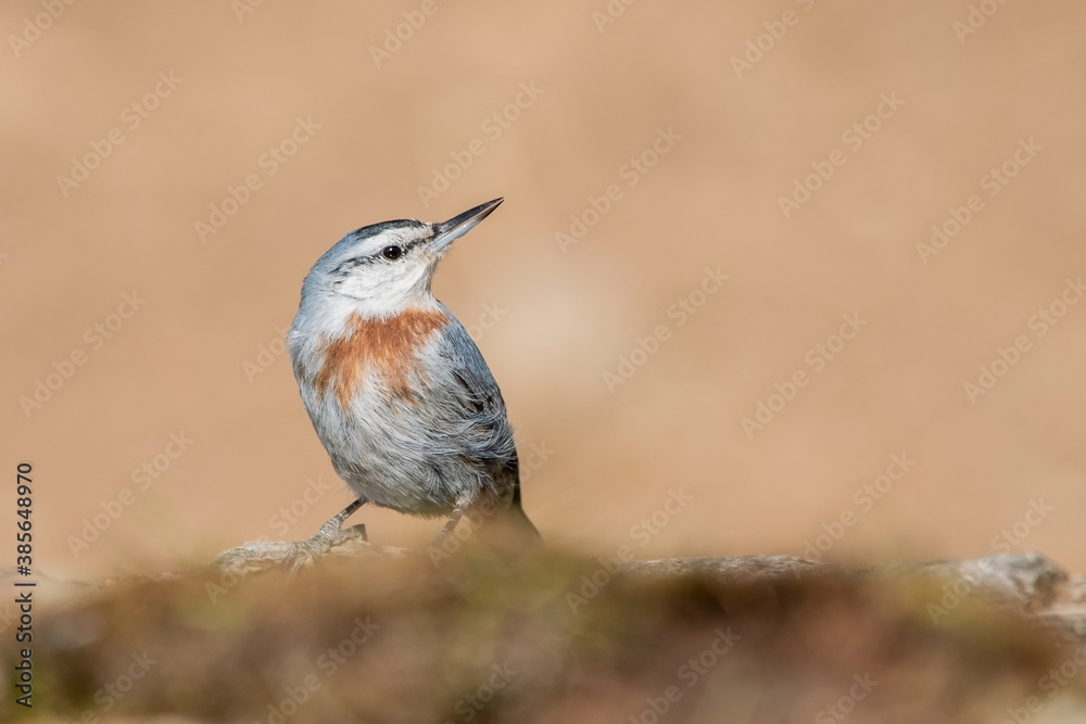 Anadolu sıvacısı » Krüper`s Nuthatch » Sitta krueperi Anadolu sıvacısı » Krüper`s Nuthatch » Sitta krueperi