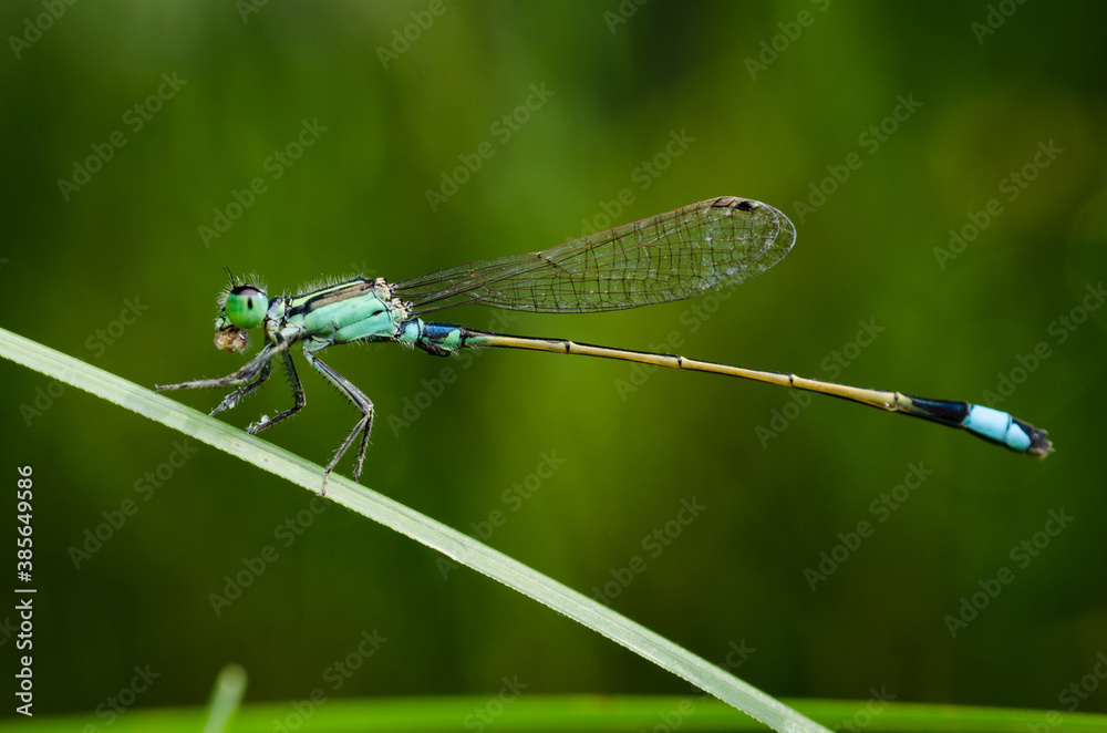 Damselfly on grass with nature background macro Damselfly on grass with nature background macro