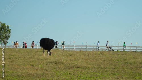 Ostrich Eating On The Green Hills With Tourists Walking Beyond The Wooden Fence At Anseong Farmland In Gyeonggi-do, South Korea.  day time, wide shot photo