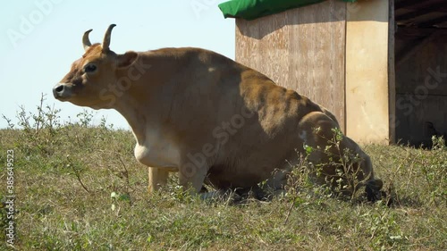 Hanwoo, Korean Native - overfeed Brown Cow struggling to Stand up from the fround On A Green Hills In Anseong Farmland In Gyeonggi-do, South Korea. - wide shot photo