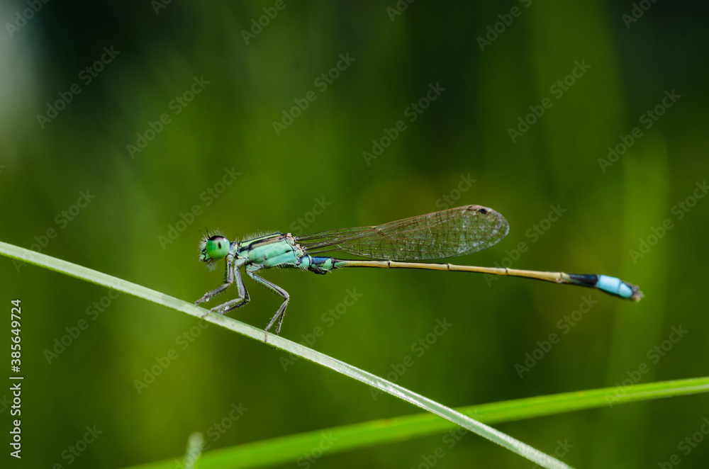 Damselfly on grass with nature background macro Damselfly on grass with nature background macro
