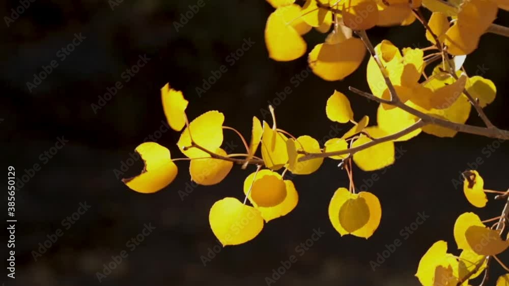 Yellow autumn aspen leaves rustle and shake in the wind while a few fallen leaves are carried away.