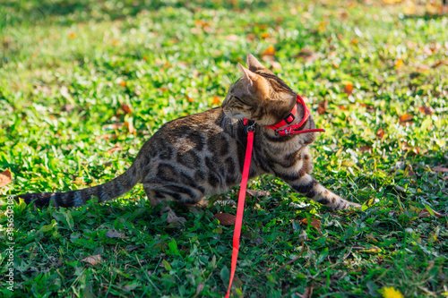 Cute little bengal kitty walking on the green grass and fallen autumn leaves