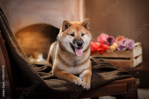 dog at home on the background of the fireplace. Shiba Inu in the interior. Home furnishings. Pet inside. self isolation.
