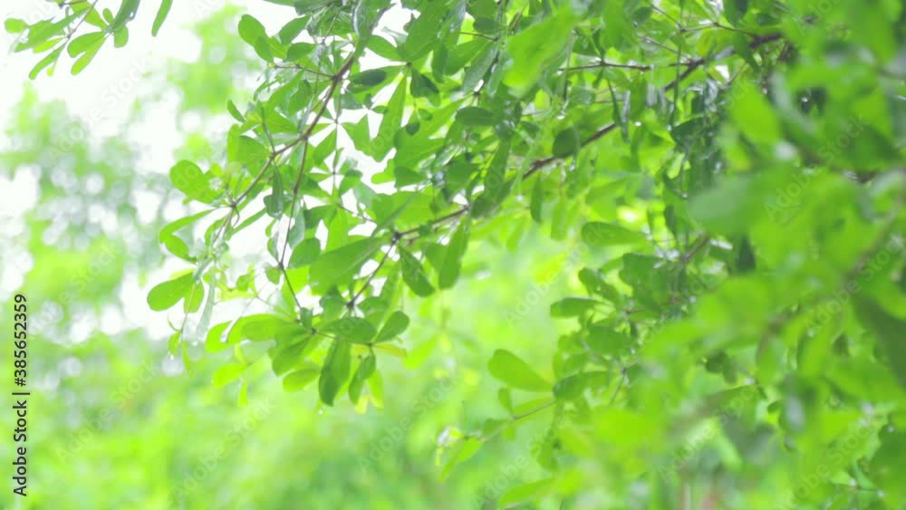 4K Close up raining over the tree. Close up raining over leaves on day time. Light rainfall over little tree. Green nature concept. 4K Close up raining over the tree. Close up raining over leaves on day time. Light rainfall over little tree. Green nature concept.