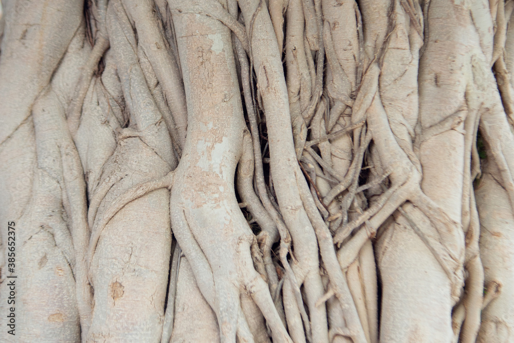 Pattern of Many tree roots texture background..