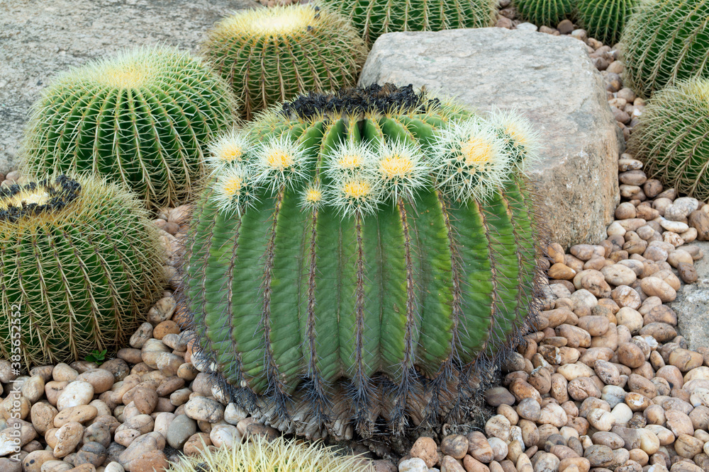 Thorn cactus plantation with many cactus background. Thorn cactus plantation with many cactus background.