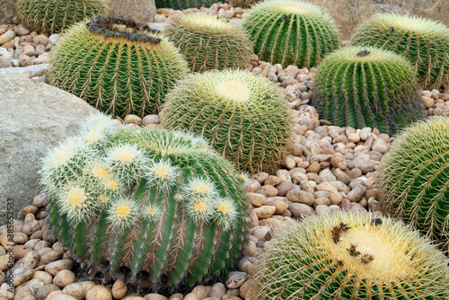 Thorn cactus plantation with many cactus background. photo