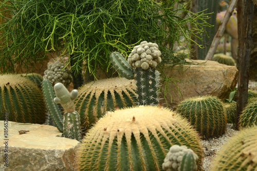 Thorn cactus plantation with many cactus background. photo