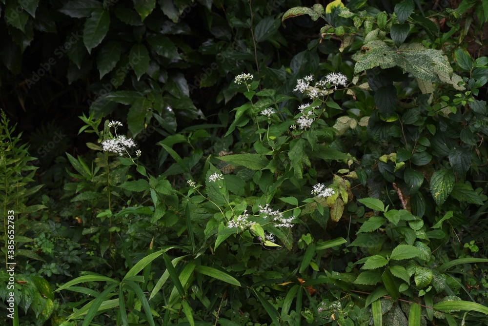 Eupatorium makinoi (Boneset) / Asteraceae perennial plant	