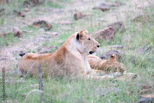 A Lion (panthers leo) with cubs in the early evening on a rock in northern Kenya.
