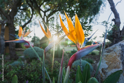 bird of paradise plant with sun rays