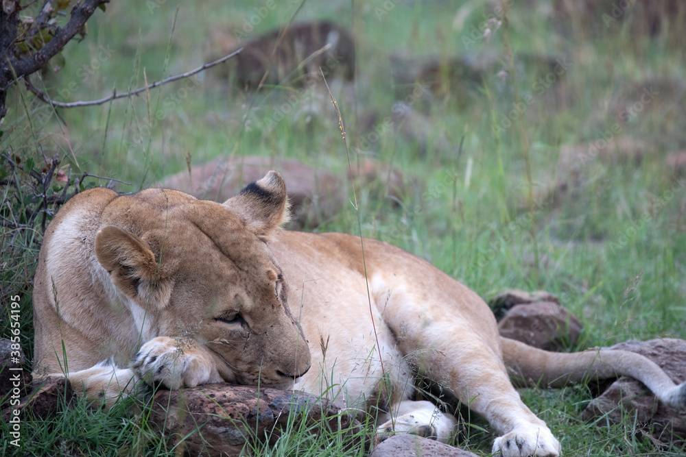 Fototapeta premium Lion (panthers leo) cubs in the early evening in northern Kenya.