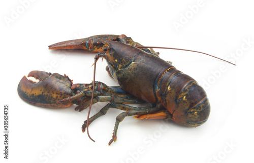 Fresh raw lobster isolated on white background, American lobster (Homarus americanus)	