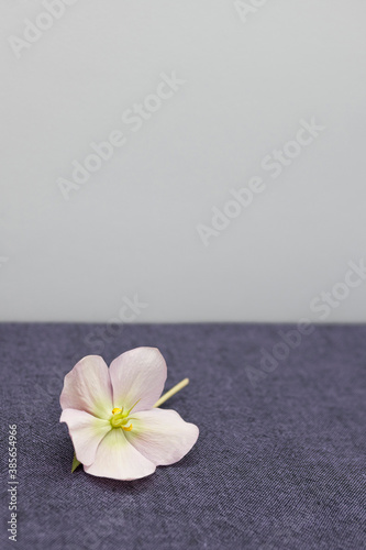 Christmas rose Helleborus  flower on purple background.