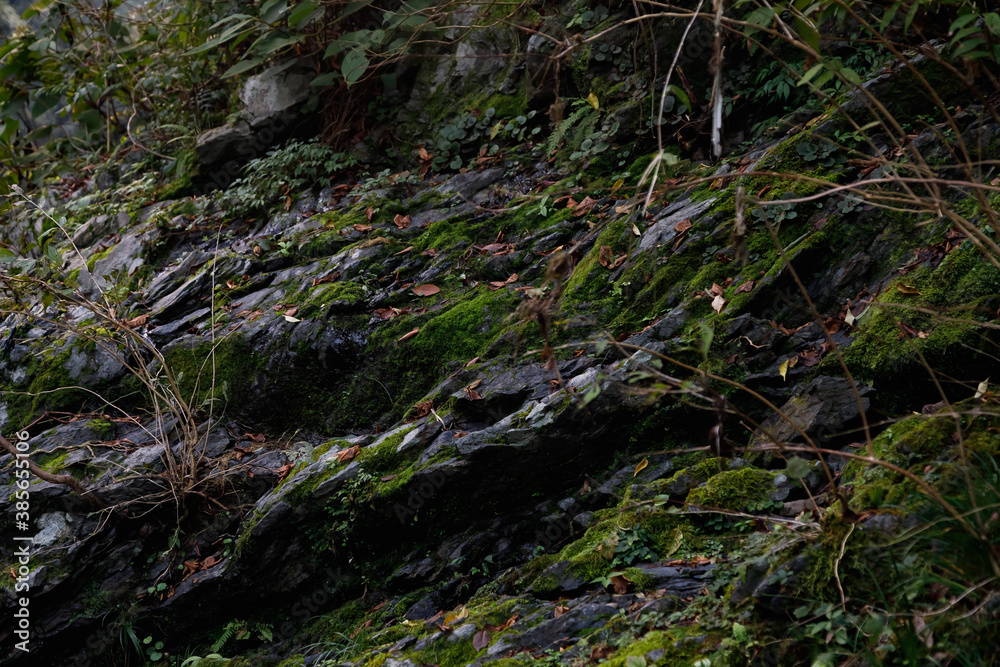 早朝の渓流沿いの岩場２