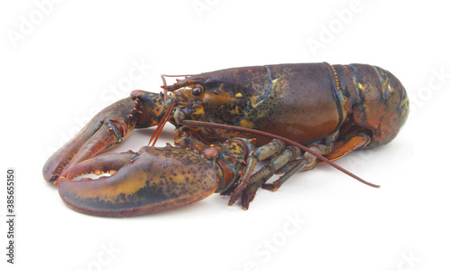 Fresh raw lobster isolated on white background, American lobster (Homarus americanus)	