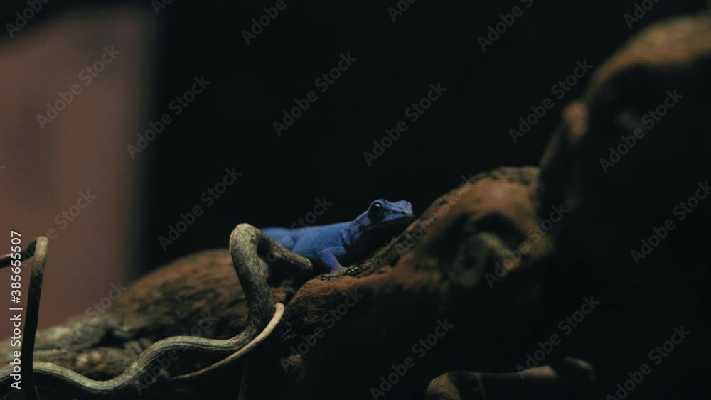 Turquoise Dwarf Gecko sitting still on a branch, during night time - Static view - Lygodactylus willamsi Turquoise Dwarf Gecko sitting still on a branch, during night time - Static view - Lygodactylus willamsi