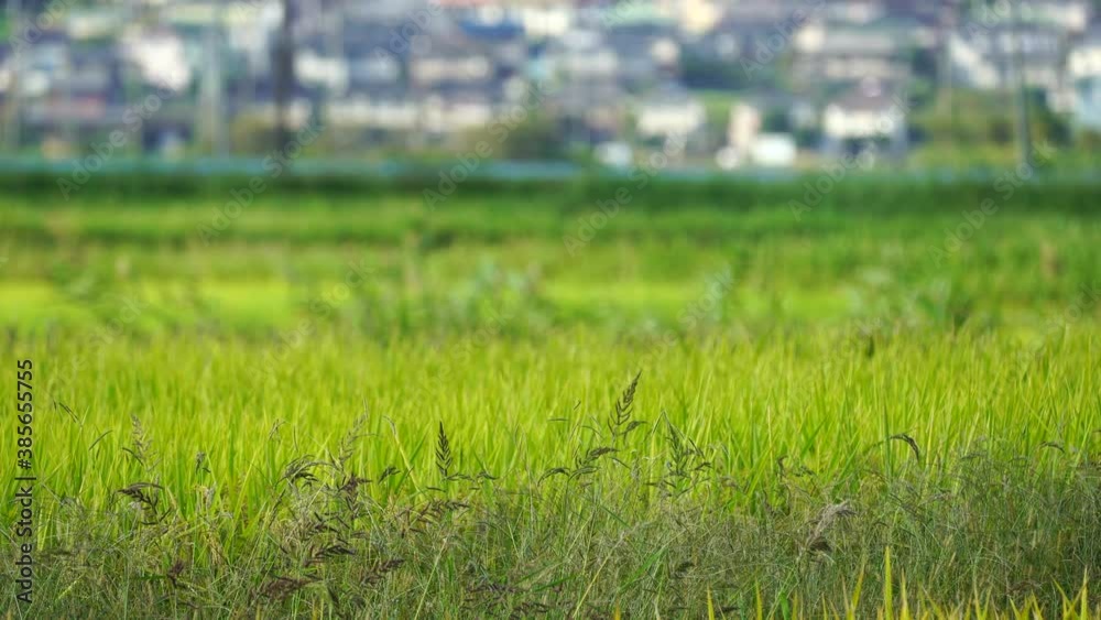View around the rice fields View around the rice fields
