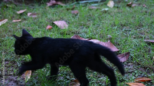 Feral Cats with Tilapia; two young Feral Cats smelling and licking a Tilapia fish, the black one passes by and the black with patches of orange came to smell and lick as well. photo