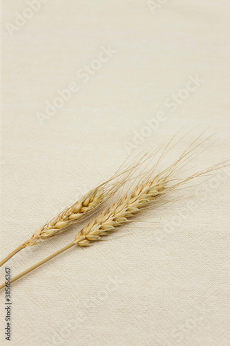 Ear of barley on fabric background.