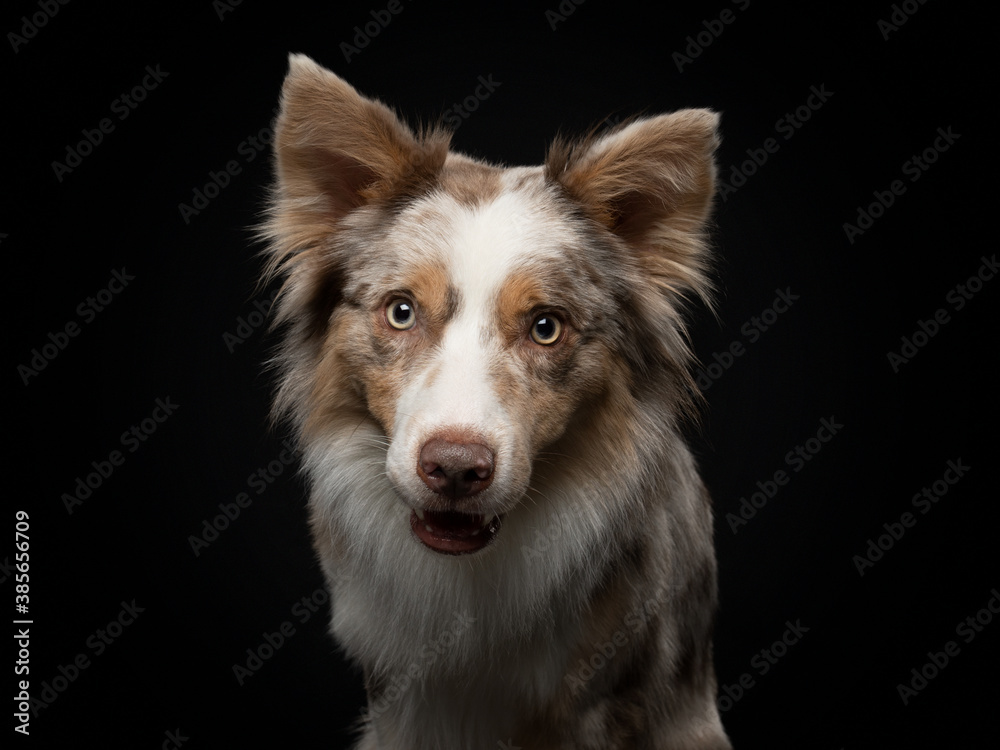 border collie funny portrait. Charming dog in studio on black background. 