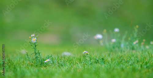 Wildflowers on a background of green grass in the mountains