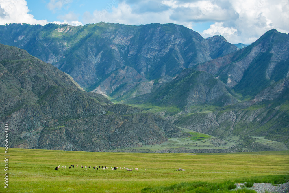 A herd of goats runs towards the mountains along the green grass. Altai animals