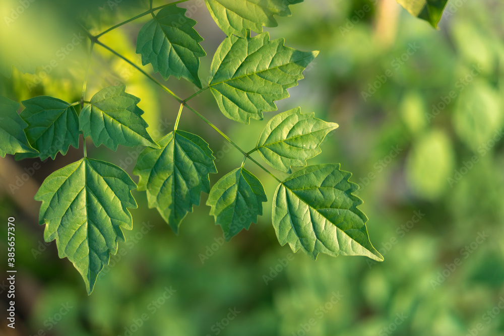 Nature background of green leaves that is growing beside the road. Nature background of green leaves that is growing beside the road.