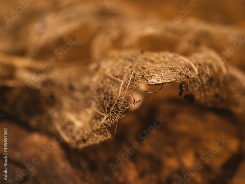 Closeup of a dry leaf