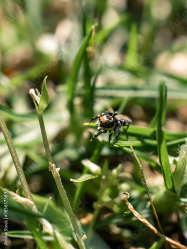 Small spider on the grass © Thanh