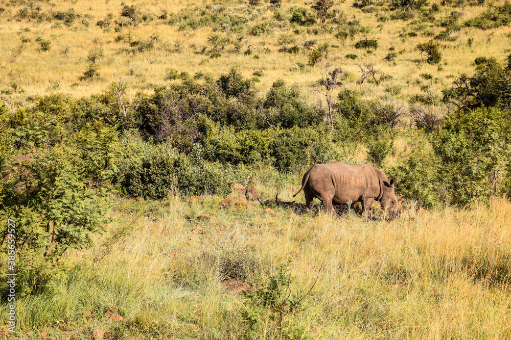 African White Rhino in a South African Game Reserve