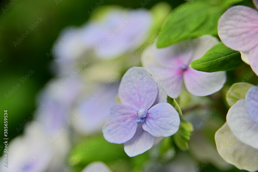 Close-up of beautiful Hydrangea Macrophylla in bloom with a blurred background in the garden against the blurred background. Close-up of beautiful Hydrangea Macrophylla in bloom with a blurred background in the garden against the blurred background.
