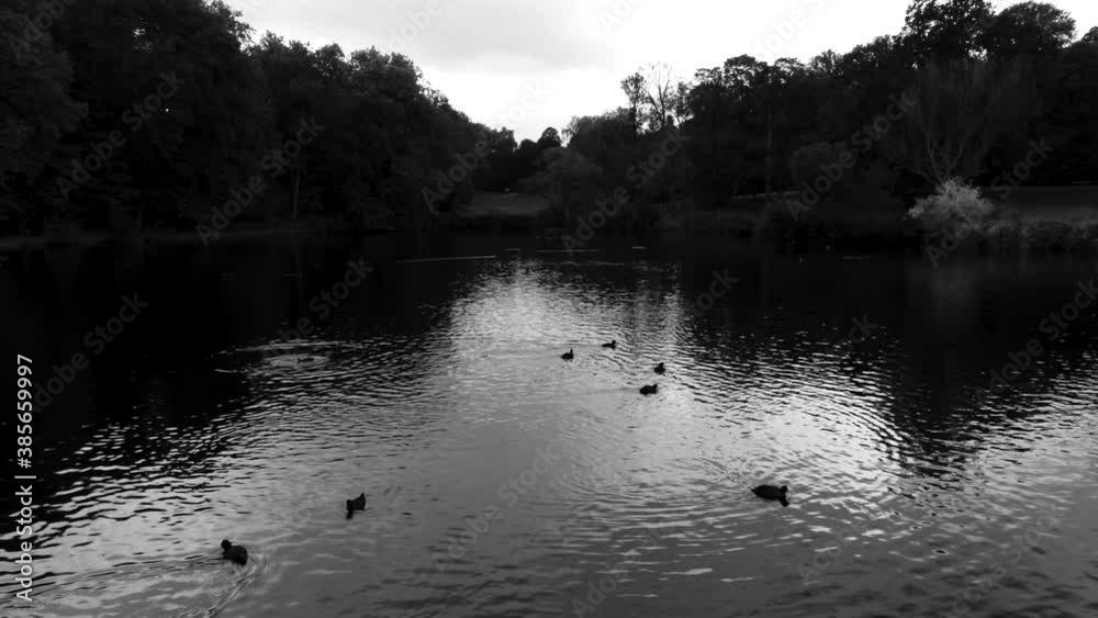 Flying low over silhouetted trees reflected on a calm tranquil mysterious lake surface, black and white, aerial Flying low over silhouetted trees reflected on a calm tranquil mysterious lake surface, black and white, aerial