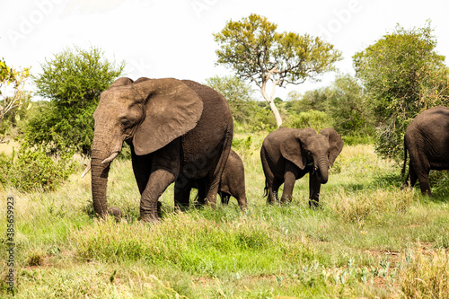 Herd of African Elephants in a South African game reserve