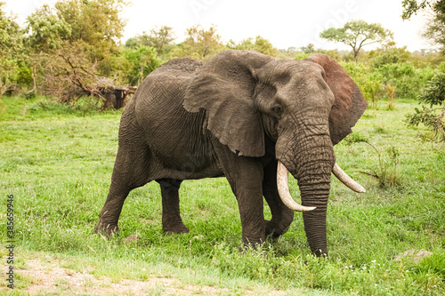 Adult African Elephants in a South African game reserve