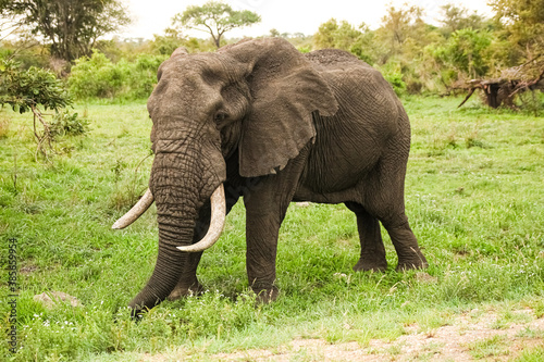 Adult African Elephants in a South African game reserve