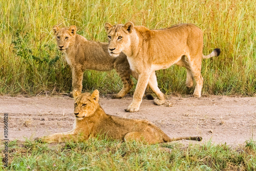 Pride of African Lions on a dirt road in a Game Reserve