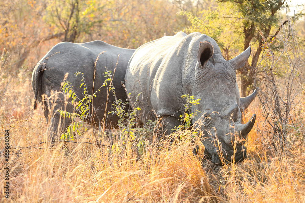 Φωτογραφία African White Rhino in a South African Game Reserve